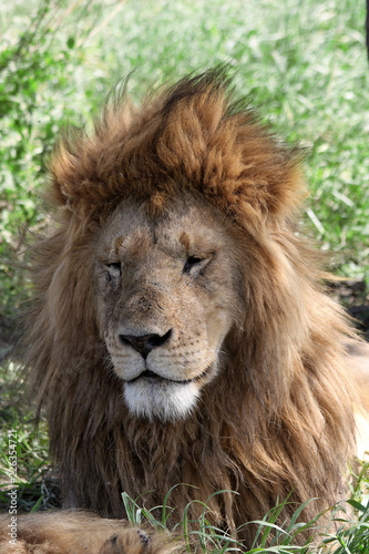 Lion in the Serengeti National Park  Tanzania