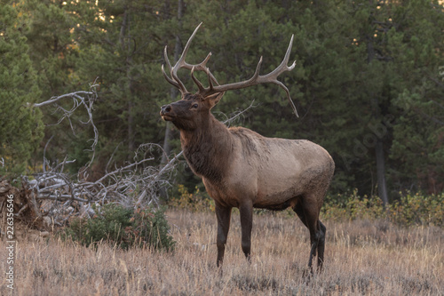 Bull Elk During the Fall Rut
