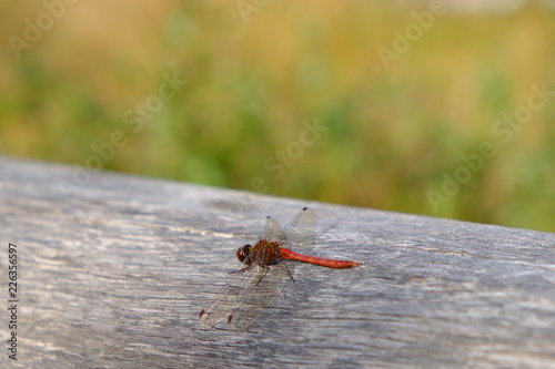 red dragon fly 2