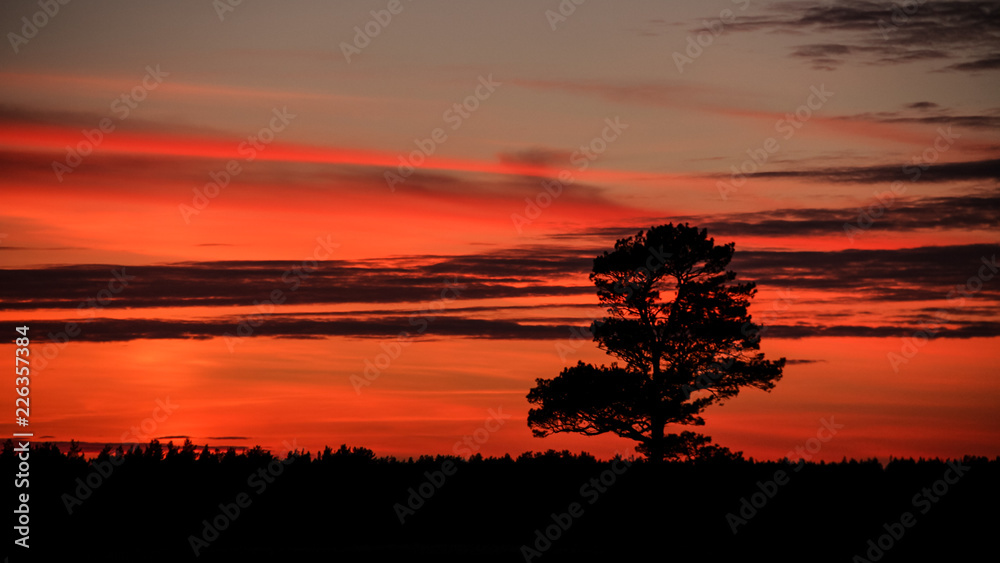 Lonely tree on sunset background.