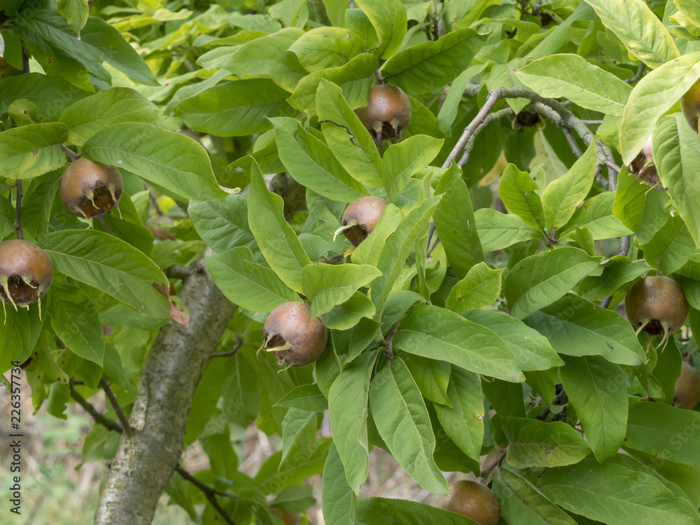 Obraz premium Rameaux de néflier commun (Mespilus germanica) ou aubépine d'Allemagne avec ses fruits, nèfles ronds et légèrement aplatis avec cinq carpelles au bout.