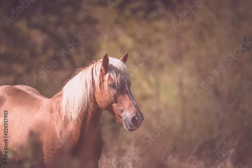 Obraz Koń z białą grzywą