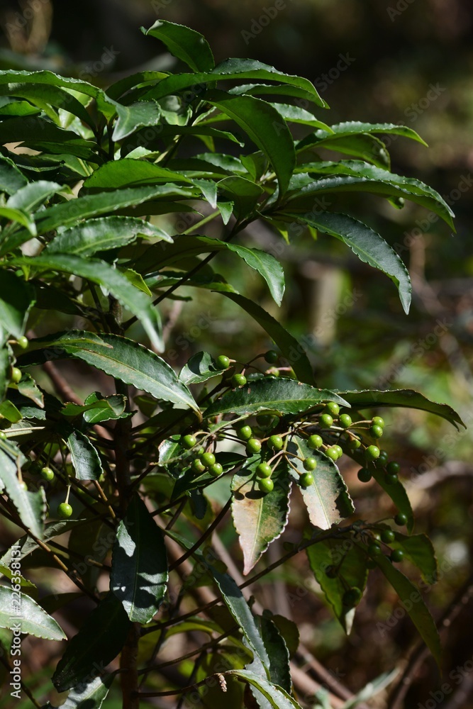 Obraz premium Ardisia crenata / unripe fruits
