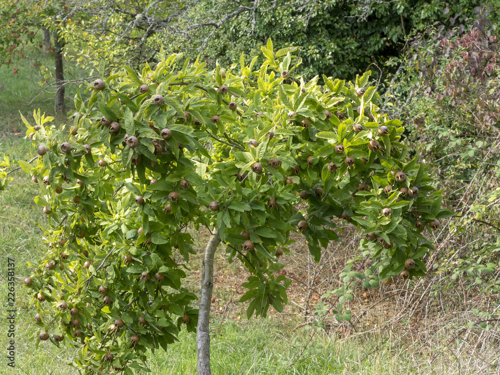 Le néflier commun (Mespilus germanica) ou aubépine d'Allemagne, un petit arbre aux fruits charnus avec des sépales au sommet Le néflier commun (Mespilus germanica) ou aubépine d'Allemagne, un petit arbre aux fruits charnus avec des sépales au sommet