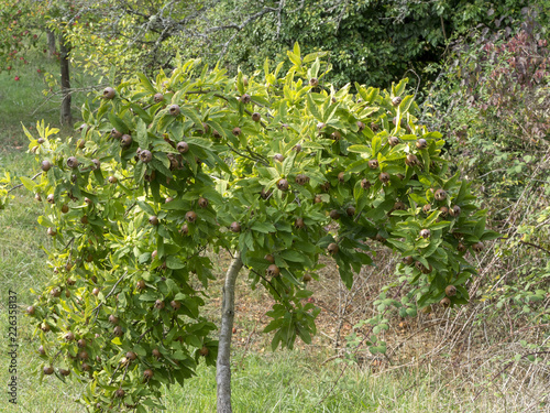 Le néflier commun (Mespilus germanica) ou aubépine d'Allemagne, un petit arbre aux fruits charnus avec des sépales au sommet