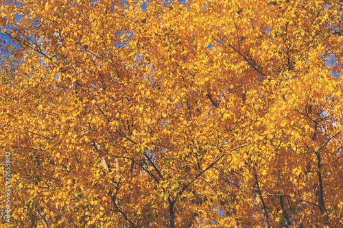 toned picture with a soft contrast, trees with yellow autumn leaves