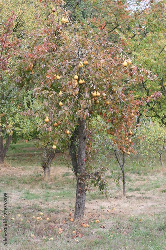 Birnenbaum mit überreifen gelben Birnen