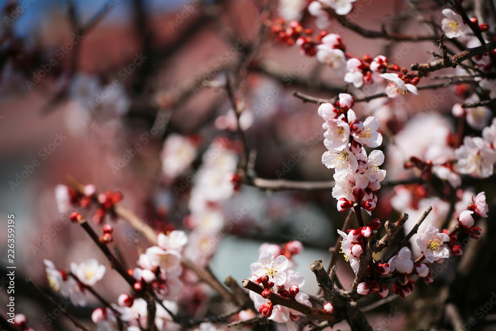Pink almond cherry blossom or sakura Pink almond cherry blossom or sakura