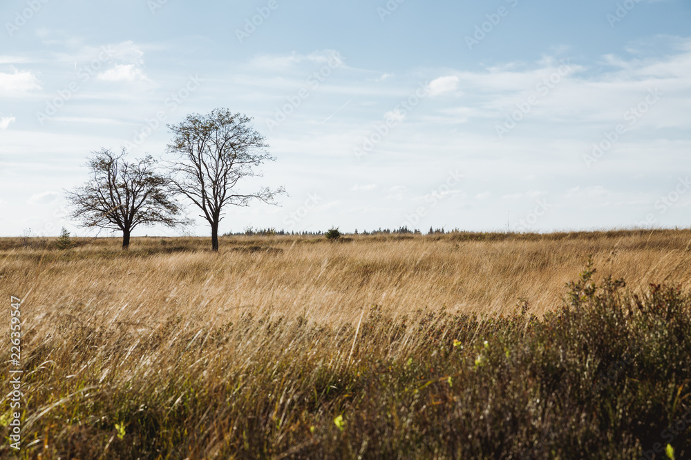 wooden path in the field 5 wooden path in the field 5
