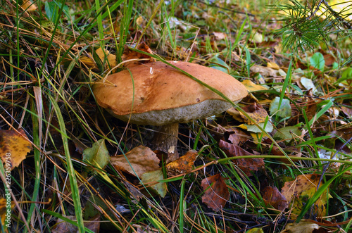 Mushroom orange-cap boletus in the autumn forest.