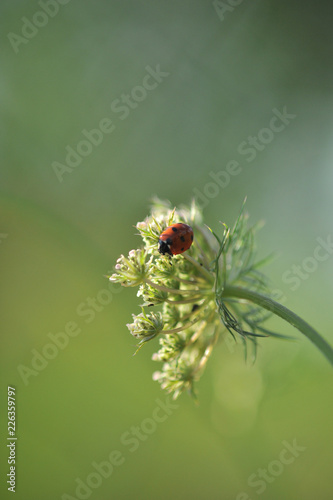 ladybug on a flower close up
