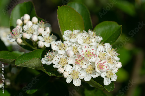 Fototapeta Naklejka Na Ścianę i Meble -  Black chokeberry, Aronia melanocarpa