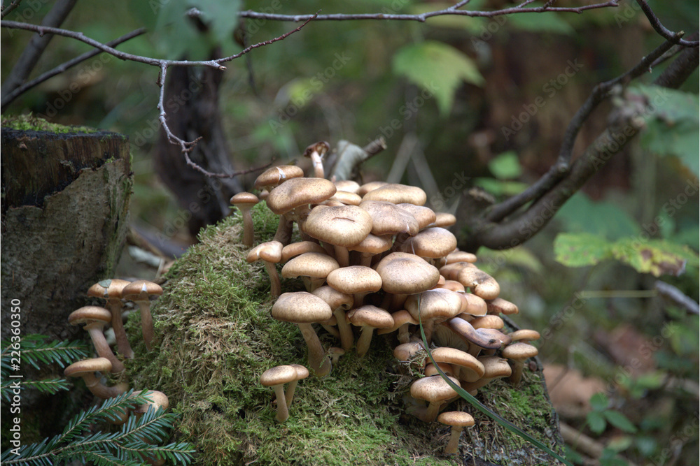 Waldpilze Waldpilze