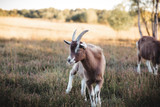 portrait of a goat 2