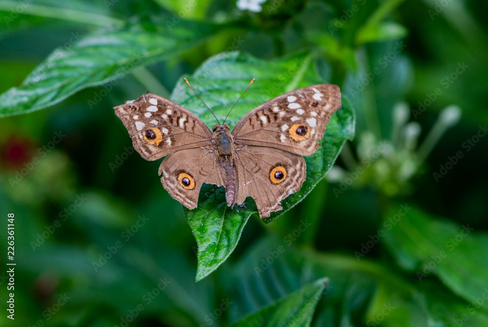 A butterfly in the Zoo of Ho Chi Minh City A butterfly in the Zoo of Ho Chi Minh City
