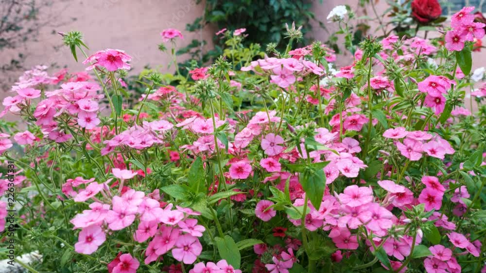 Vídeo do Stock Fertilizer of annual phlox flowers on the garden bed