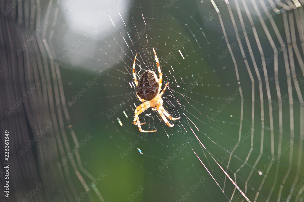 beautiful forest spider close up beautiful forest spider close up