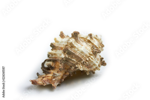 isolated seashell on a white background