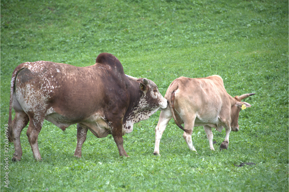 Fototapeta premium Zebu Stier mit Kuh