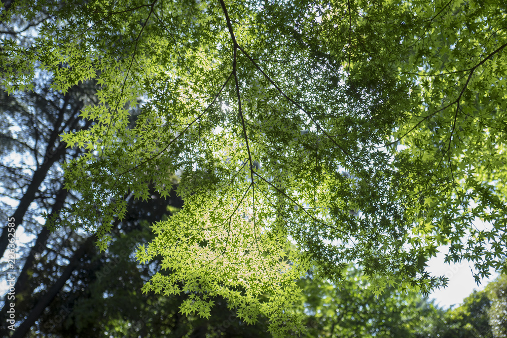 Fototapeta premium 夏の紅葉