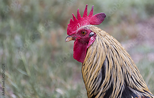 Cabeza de gallo photo