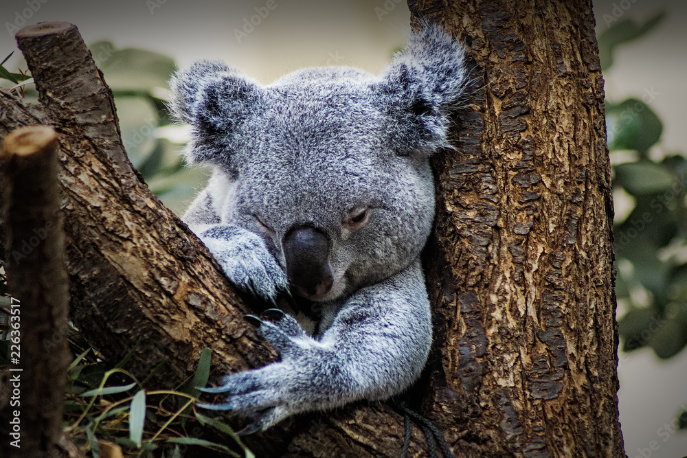 Fototapeta premium Koala Bär, Schönbrunn, Tierpark Schönbrunn, Wildtiere,