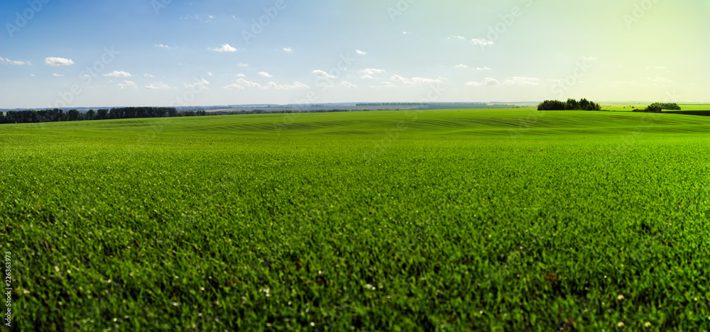 Fototapeta premium winter wheat field