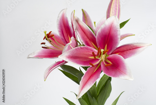 Beautiful pink lily bouquet on a white background.