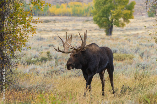 Fototapeta Naklejka Na Ścianę i Meble -  Bull Shiras Moose in the Fall Rut