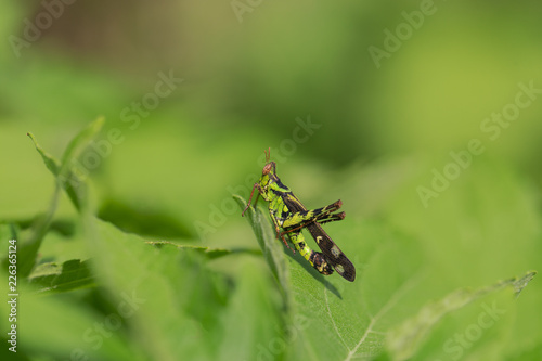 Monkey-Grasshopper © Teerayuth