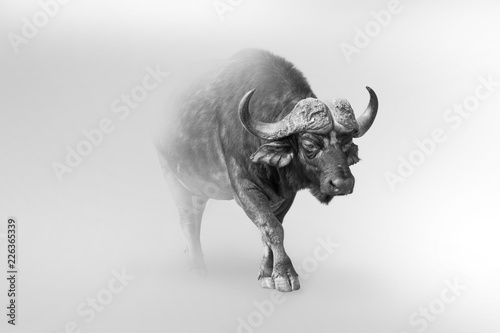 buffalo isolated on white background one of the big 5 animals of africa