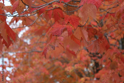 Fall in Washington