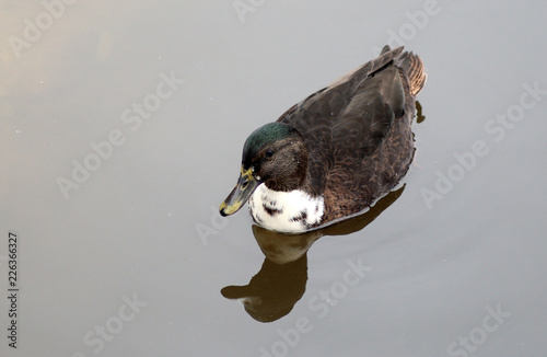 Ente auf ruhigen Wasser photo