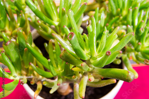 Succulent plant Trumpet or Finger Jade  Crassula ovata Convoluta 