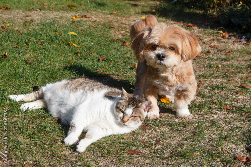 Chat tigré couché et chien Lhassa Apso dans un jardin