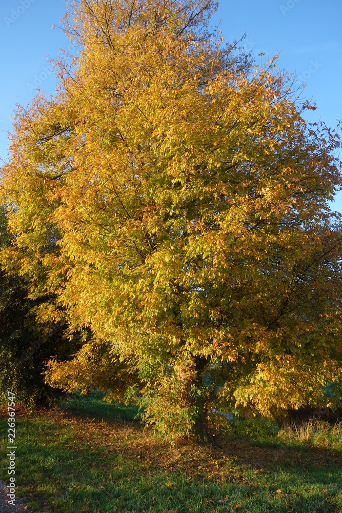 Fototapeta premium Ahorn im Herbst am Niederrhein