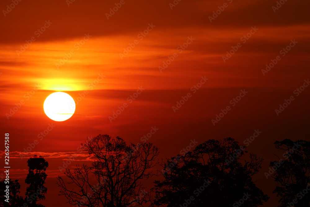 Fototapeta premium sunset back over silhouette branch tree on evening sky