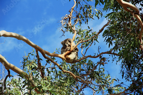 Photography A sleeping koala bear perches and holds on to a branch of a eucalyptus tree in G