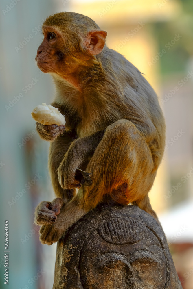 Obraz premium Monkey funky