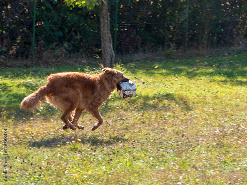 brown herding dog with ball playing at a green grass field