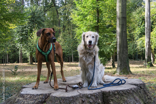 Foto 2 hunde sitzen nebeneinander retriever und ridegback
