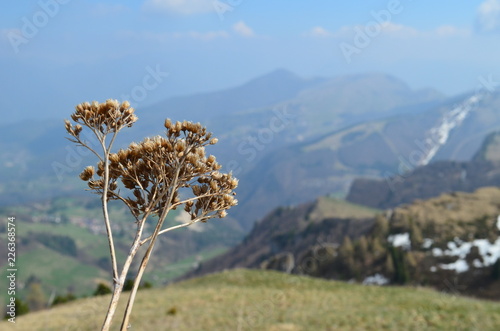 Obraz na płótnie flowers and the mountains w salonie
