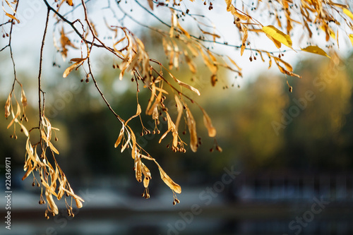 Yellow branches of Linden tree in autumn. Yellow color. A deciduous tree with heart-shaped dentate leaves and fragrant honey-colored flowers.