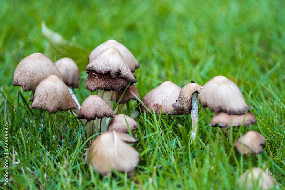 bunch of brown mushrooms scatter on the green grassy ground in the shade bunch of brown mushrooms scatter on the green grassy ground in the shade