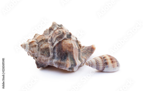 Exotic sea shells isolated on white background