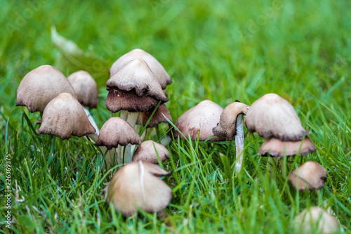 bunch of brown mushrooms scatter on the green grassy ground in the shade
