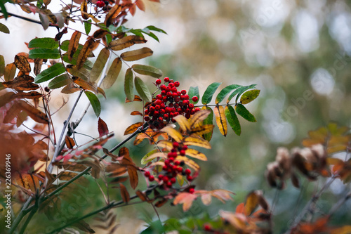 Canvas Print Red ripe berries and rowan leaves – beautiful autumn magnified view of a tree br