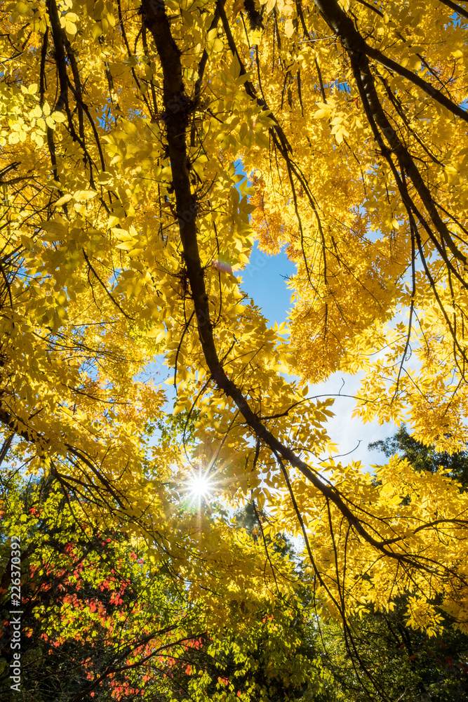 sun shining through the golden yellow foliage under the blue sky sun shining through the golden yellow foliage under the blue sky