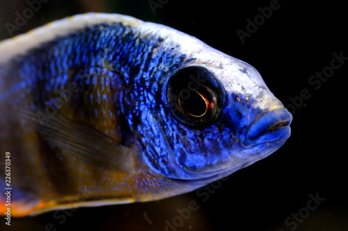 African malawi cichlid colorful fish photo