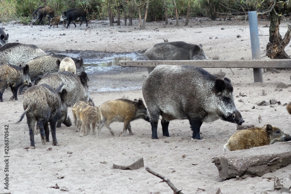 Fototapeta premium sangliers